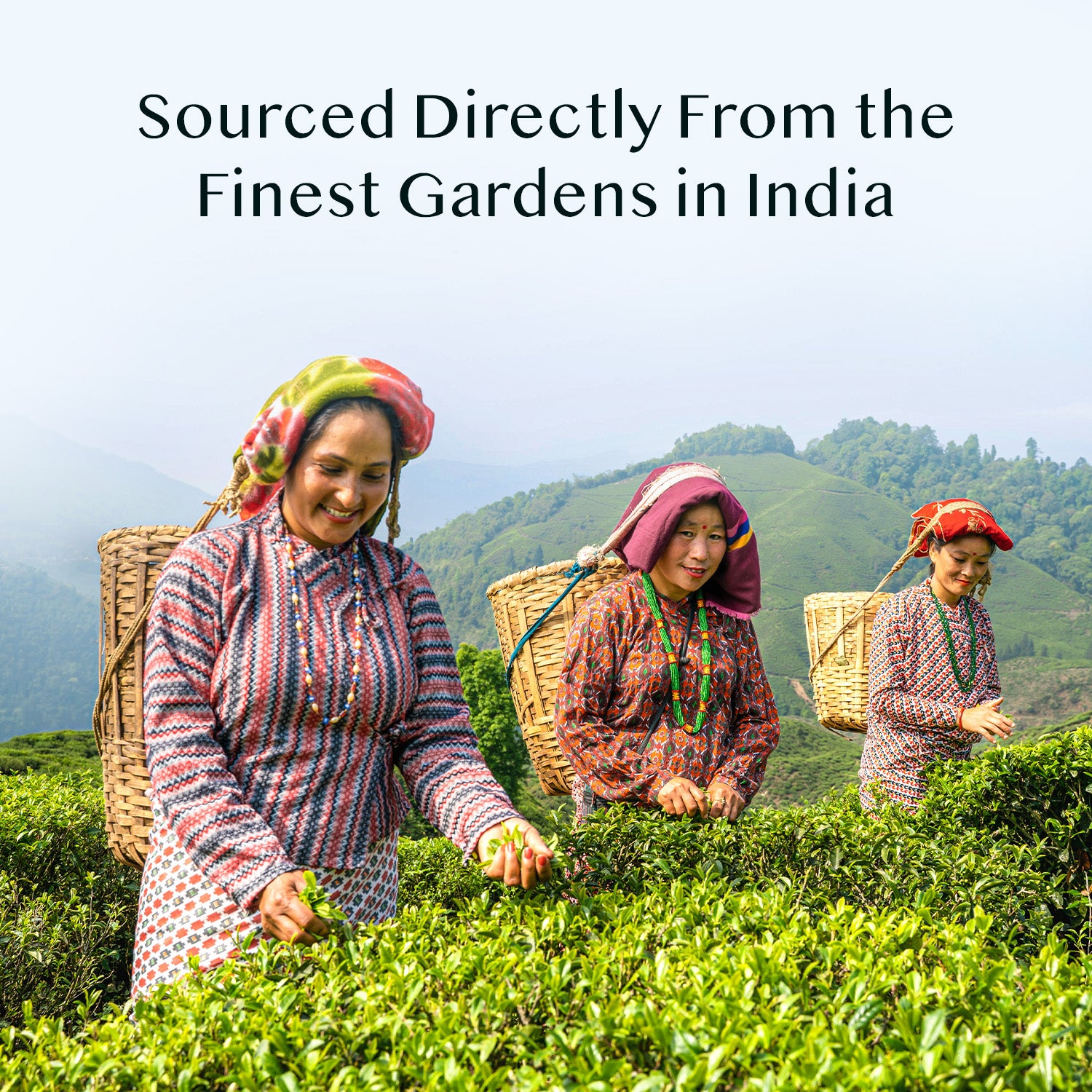 Sweet Himalayan Green Tea, 3.53oz/100g
