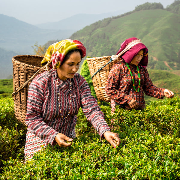 Esthate Tea All Tea Collection – Loose Leaf Black Teas & Chai | VAHDAM®